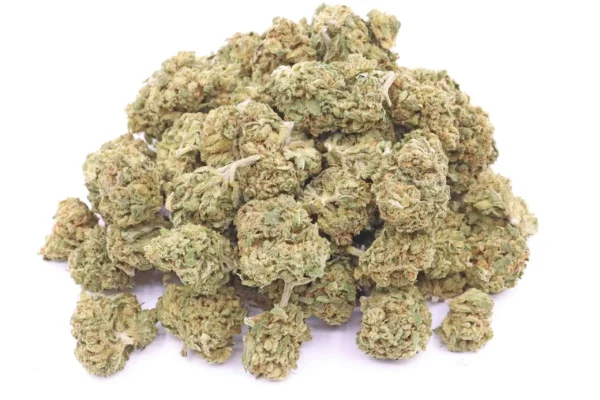 Treasure Island CBD Strain Flower – Sativa